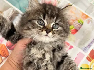 Mixed Breed cats Fluffy kittens - Advert 5