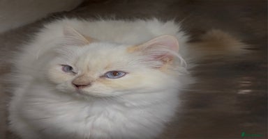 Persian cats - Advert 6