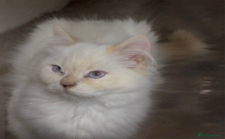 Persian cats - Advert 1