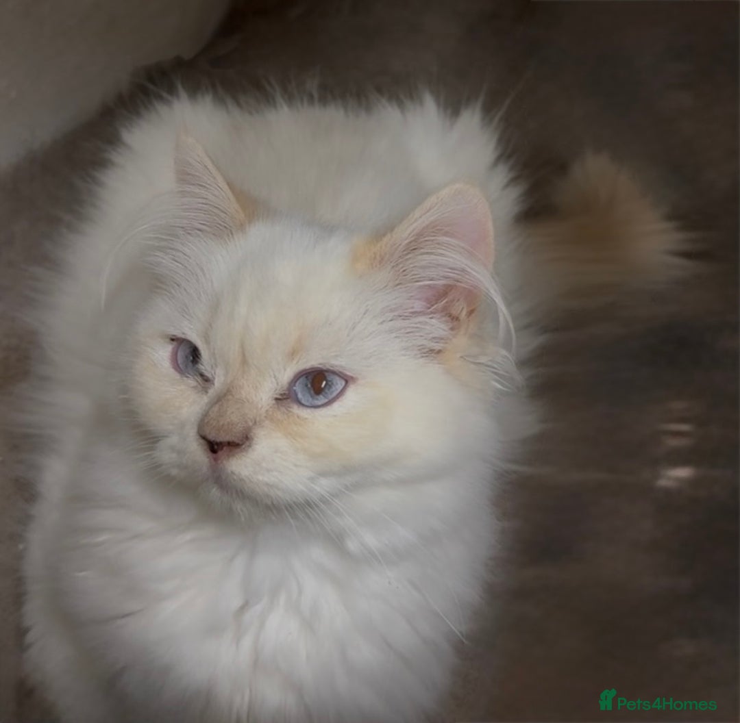 Persian cats for sale: Spanish import - Outstanding kittens available - Image 3