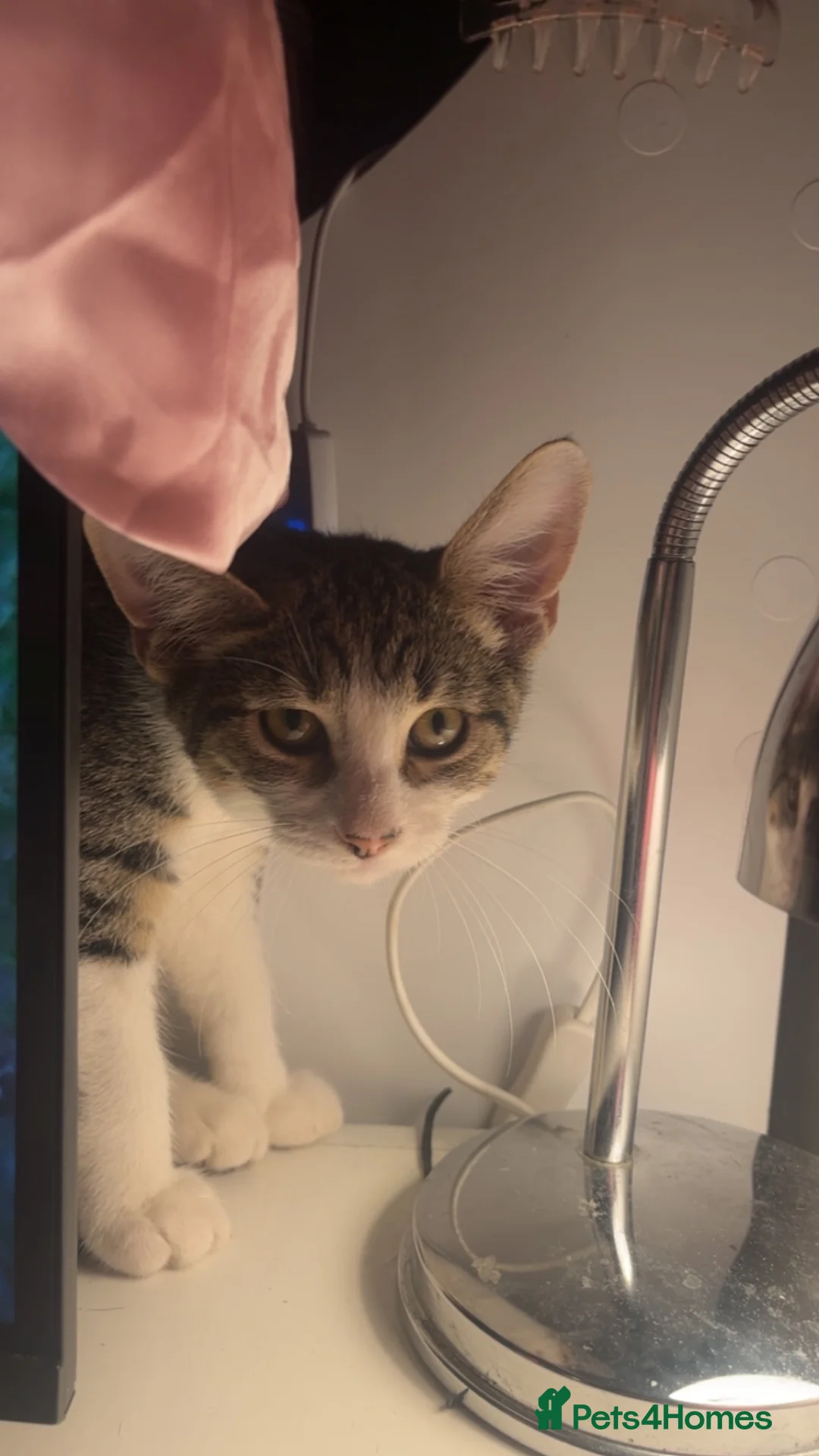 Mixed Breed cats for sale: 3 cuddly kittens for rehome - Advert 2
