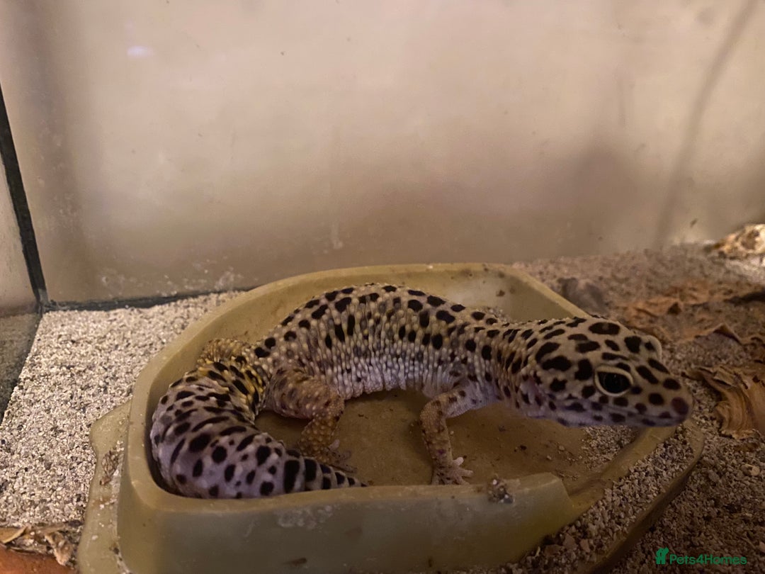 Leopard Gecko reptiles for sale: Free leopard gecko - Advert 3