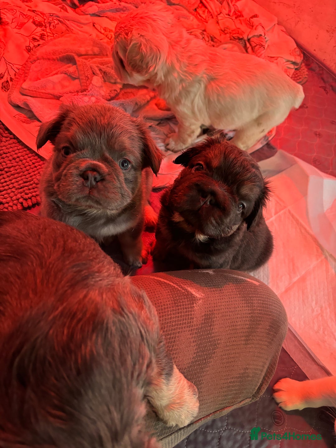 French Bulldog dogs for sale: Quality 5star🌟full visual fluffy French bulldogs  - Image 2