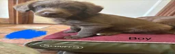 Labradoodle dogs for sale: Adorable miniature labradoodles READY NOW - Advert 9