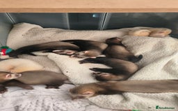 Ferret rodents for sale: Ferret Jill Kit - ready to go - Image 4