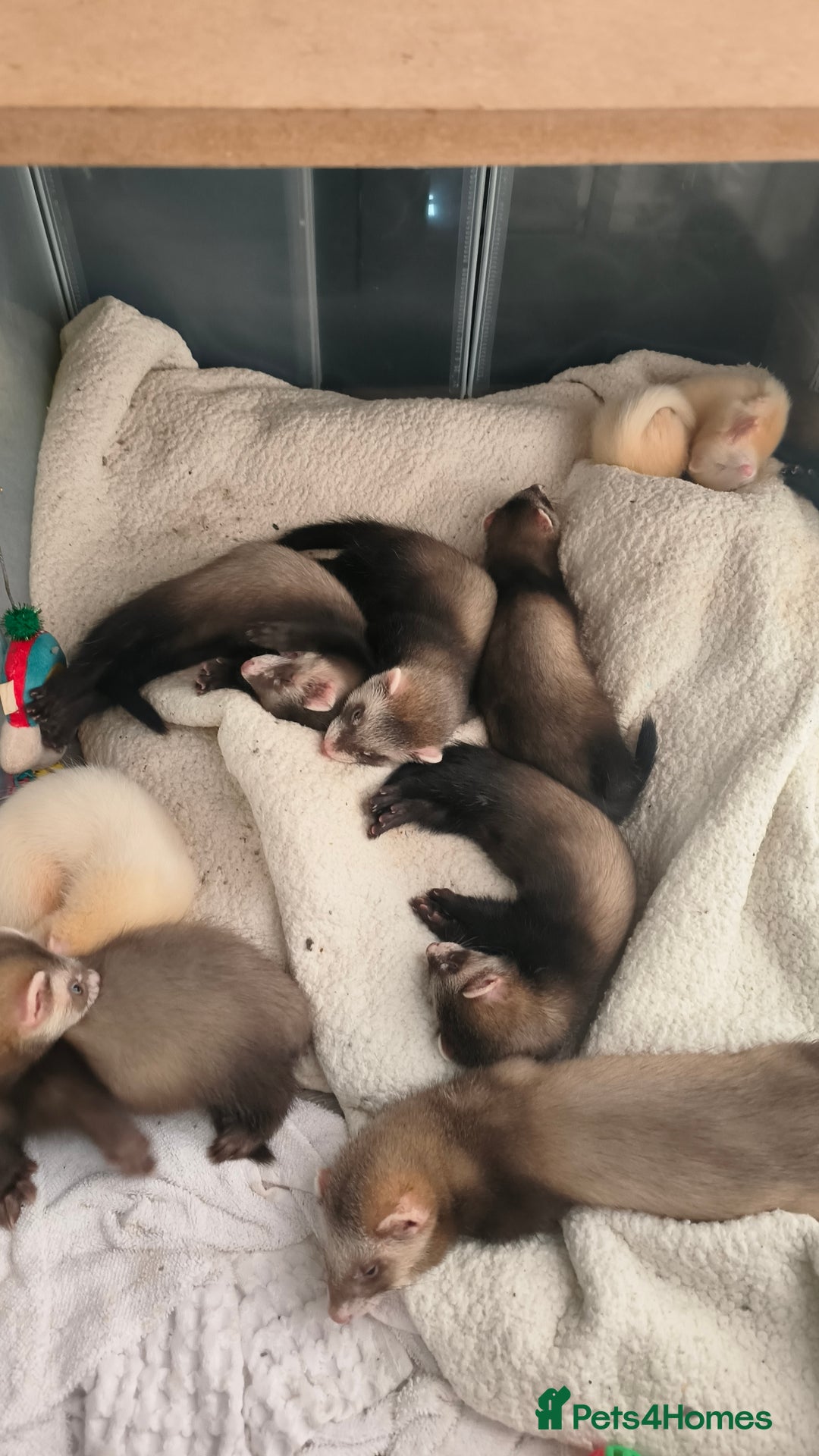 Ferret rodents for sale: Ferret Jill Kit - ready to go - Image 4