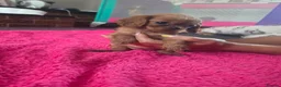 Cavalier King Charles Spaniel dogs for sale: King charles cavalier pups. in Rochester - Advert 11