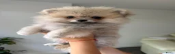 Pomeranian dogs for sale: ❤️Stunning Teddy  Bear Pomeranian girls ❤️ - Advert 5