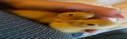 Ducks poultry for sale: LAST INDIAN RUNNER DUCKLING  - Advert 3