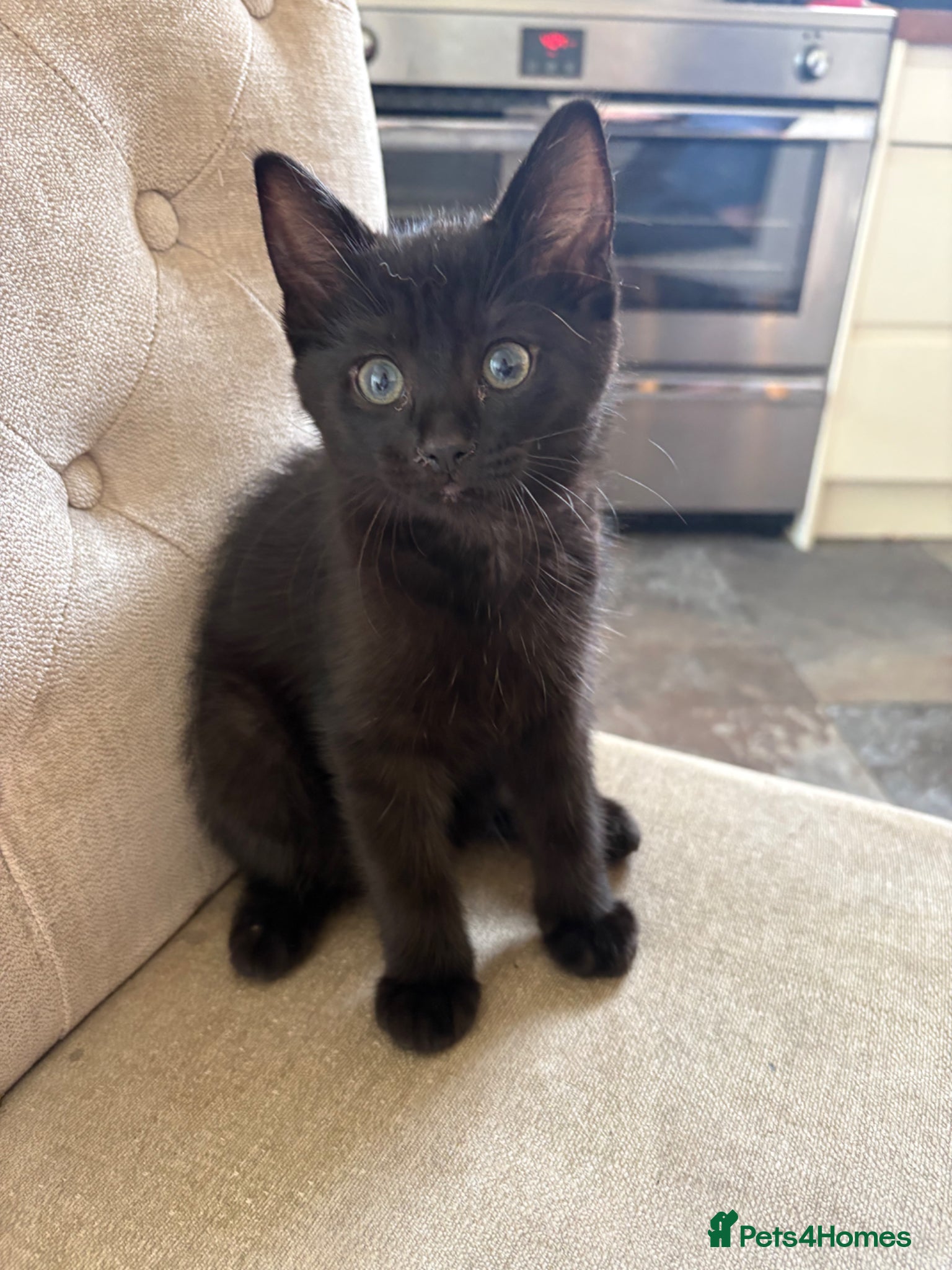 Russian Blue cats Ragdoll x Russian Blue - Advert 5