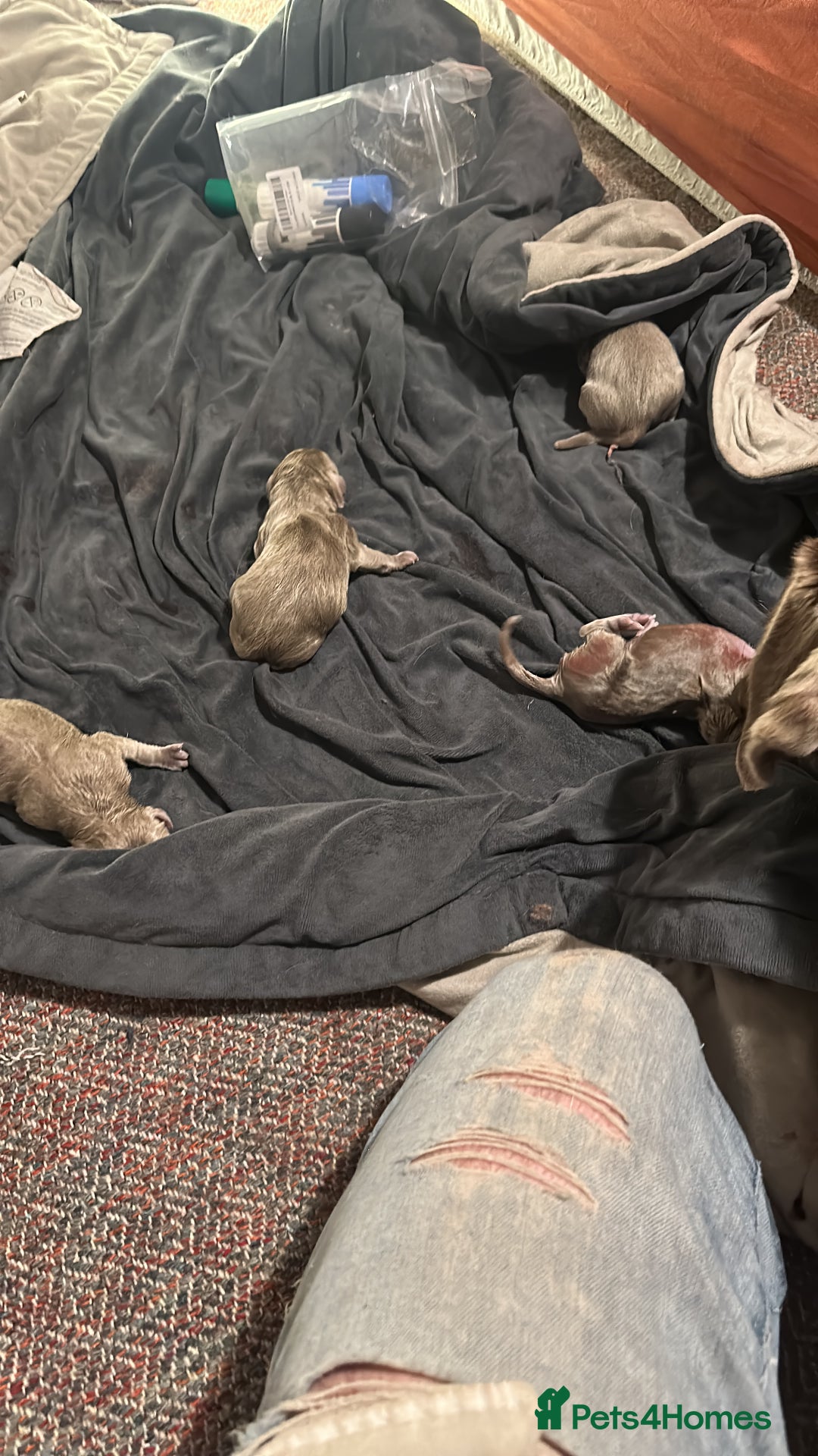 Labrador Retriever dogs for sale: 5 silver Labrador boys, Hackney - Image 14