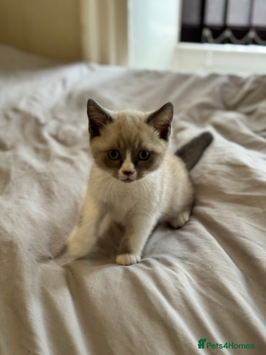 British Shorthair cats for sale: British shorthair kittens - Image 5