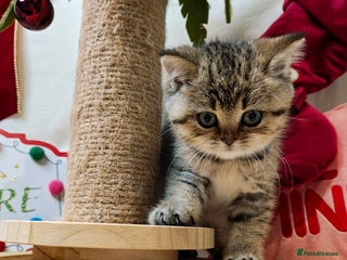 British Shorthair cats Blue, chocolate golden girls - Advert 5