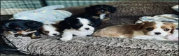 Cavalier King Charles Spaniel dogs for sale: %100 Pure Breed Cavalier King Charles Pups  in Folkestone - Advert 25