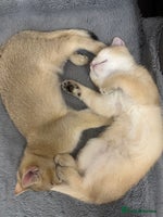 British Shorthair cats British Shorthair Golden kitten GCCF - Advert 6