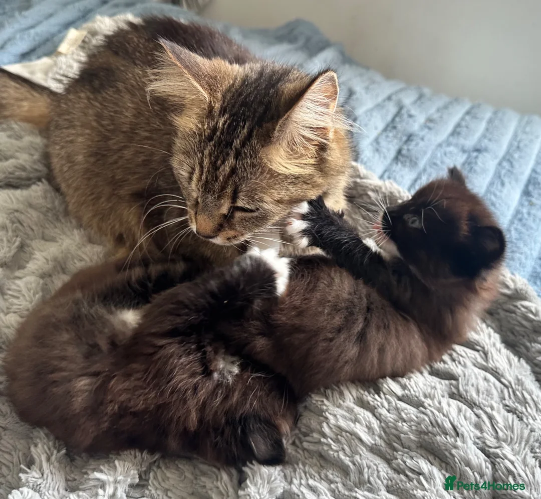 Ragdoll cats for sale: Lovely ragdoll X  - Advert 2