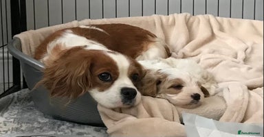 Cavapoo dogs - Advert 2