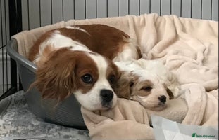 Cavapoo dogs - Advert 8