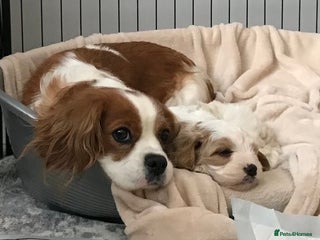 Cavapoo dogs - Advert 4