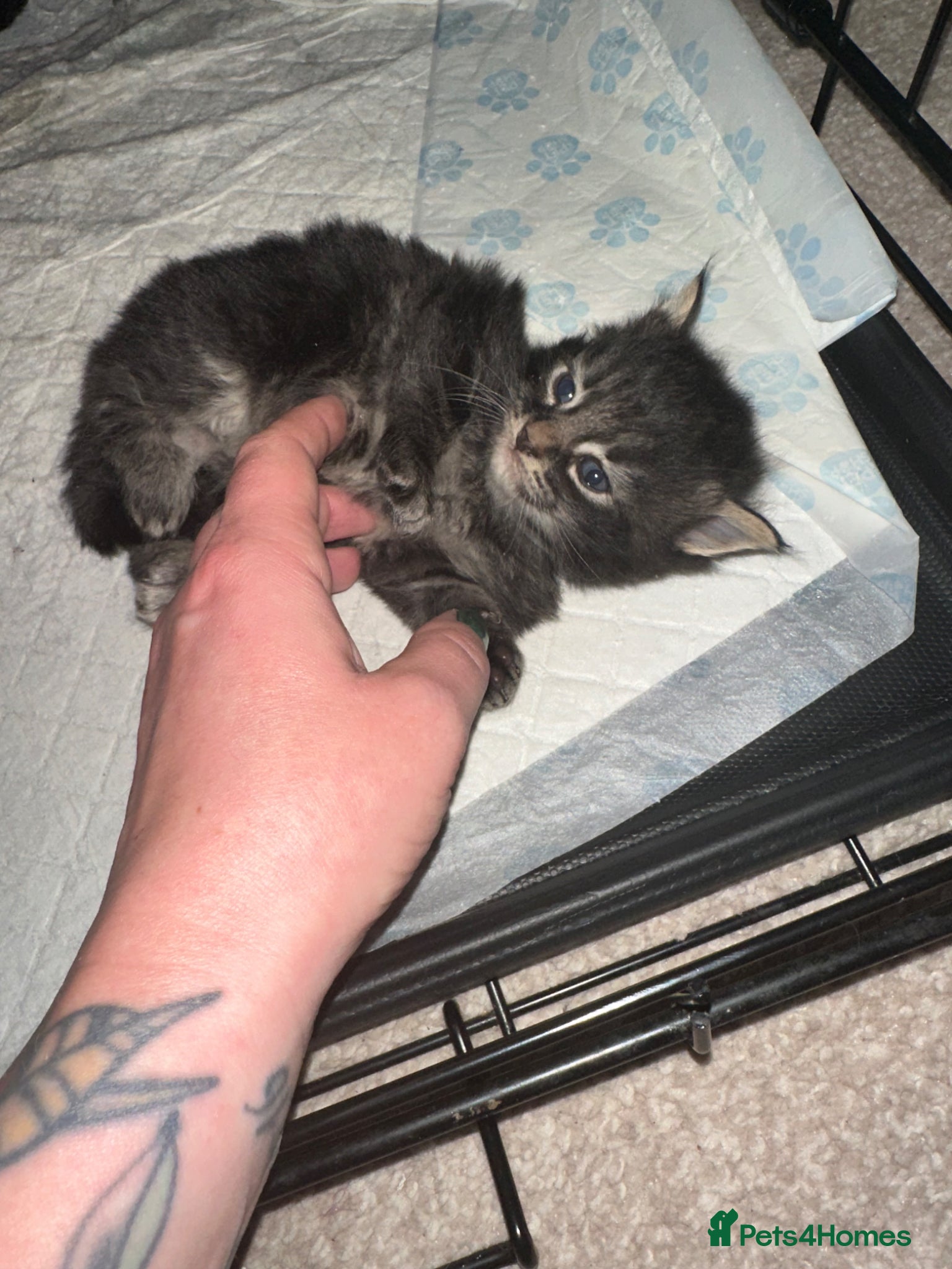 Maine Coon cats Three quarter Maine coon kittens - Advert 3