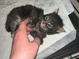 Maine Coon cats Three quarter Maine coon kittens - Advert 3