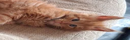 Maine Coon cats for stud: Stud duties - Advert 18
