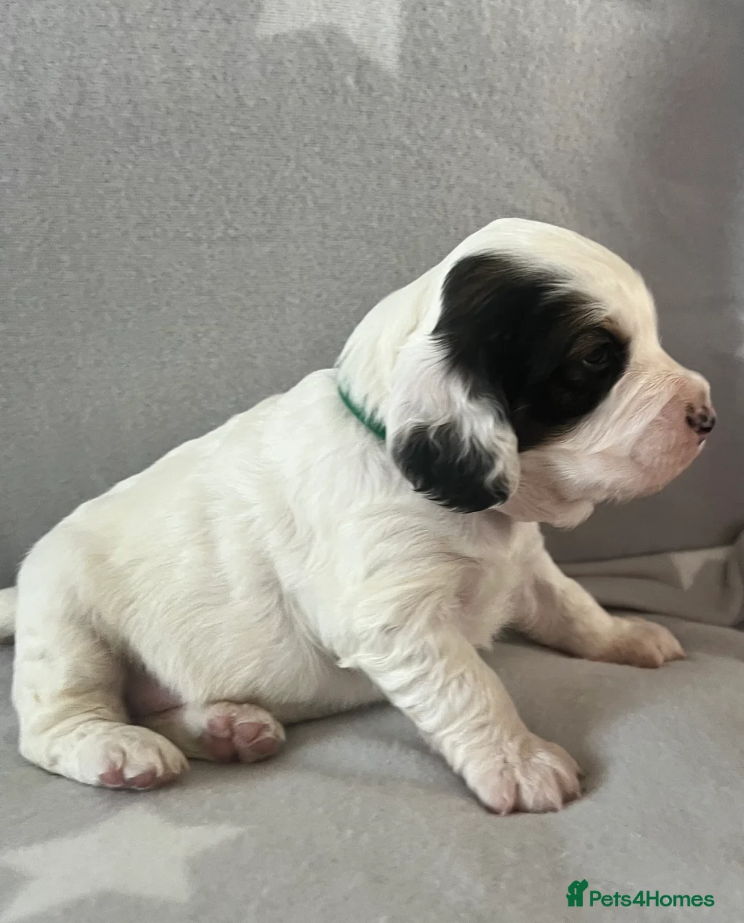 Cockapoo dogs for sale: Beautiful F1B cockapoo puppies! - Advert 4