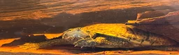 Terrapin reptiles for sale: Musk turtle  - Advert 2