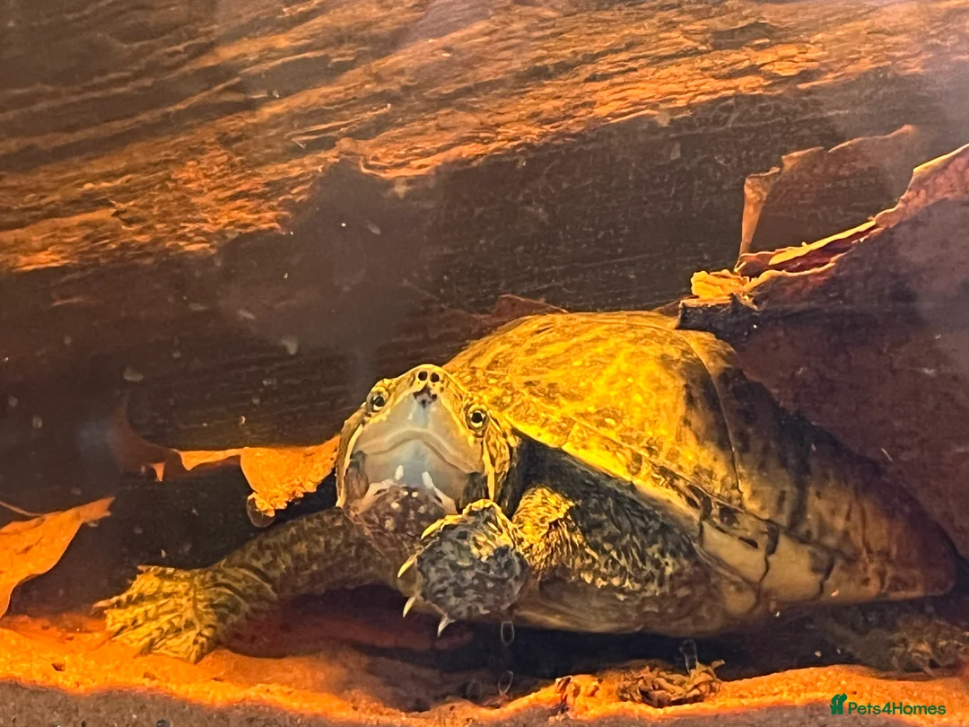 Terrapin reptiles for sale: Musk turtle  - Advert 2