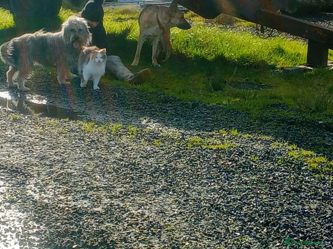 Mixed Breed dogs for adoption: Meet Annie in Carmarthen - Advert 3