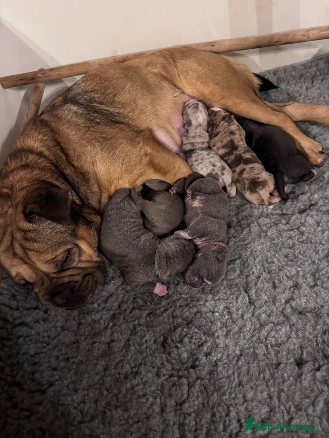 Shar Pei dogs for sale: Stunning Bullpei Puppies (Sharpei/English Bulldog) - Advert 39
