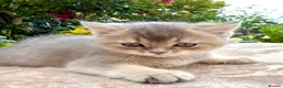 British Shorthair cats for sale: GCCF Golden Blue 🦋BSH Boy  - Advert 10