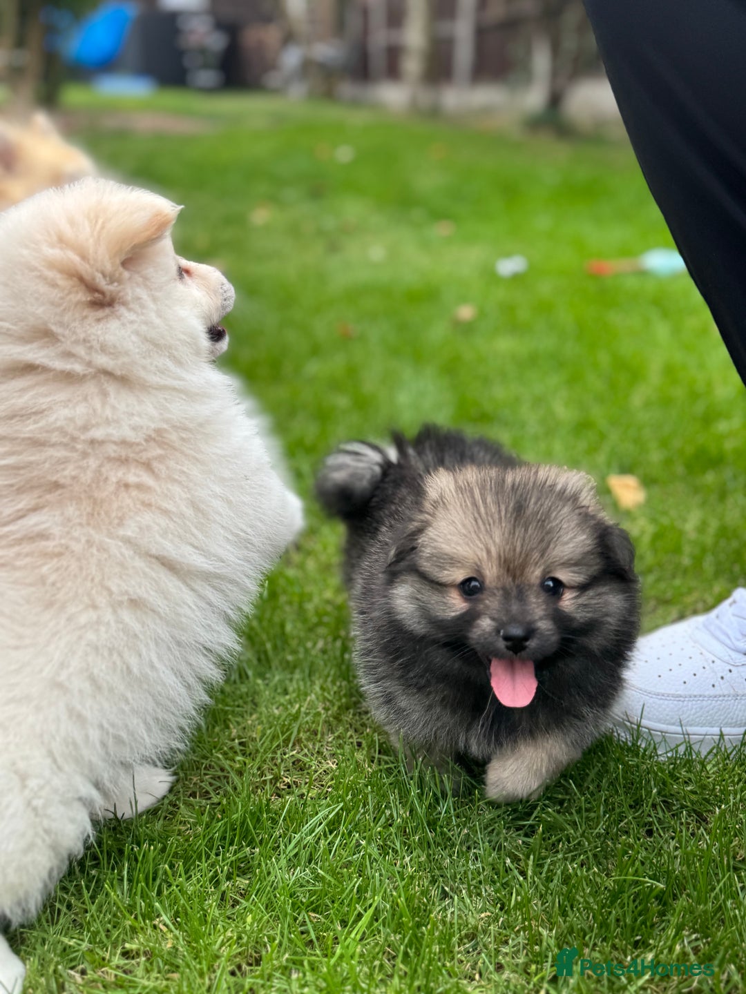 Pomeranian dogs for sale: Pomeranian puppies 🐶  - Image 8