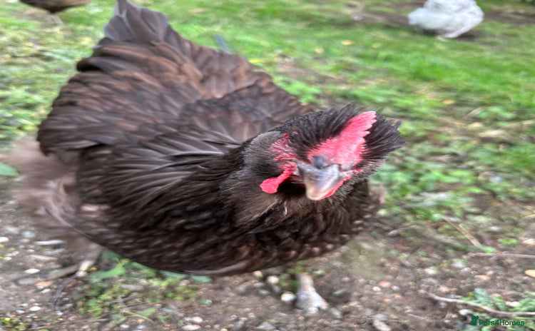Chickens poultry - Advert 2