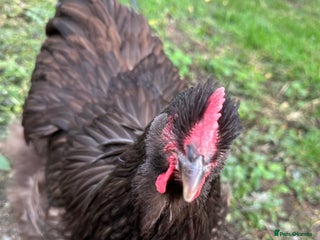 Chickens poultry - Advert 34