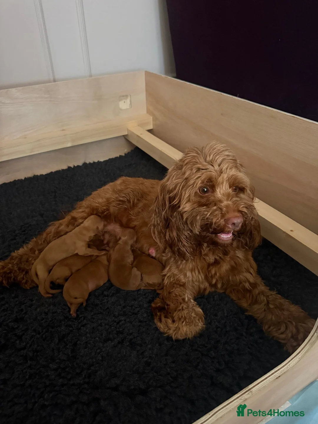 Cockapoo dogs for sale: Beautiful Ginger F2 Cockapoo Puppies in Berkhamsted - Advert 14