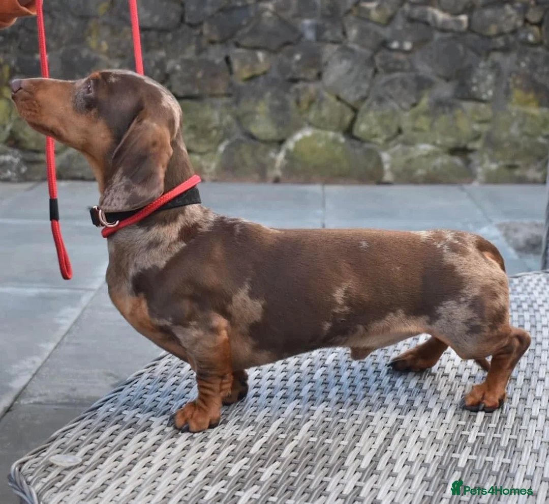 Miniature Dachshund dogs for stud: SLICE - Super Chocolate Dapple Miniature Stud in Dalry - Advert 30