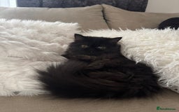 Persian cats for sale: ✨ Adorable 4-Month-Old Persian Kitten Available ✨ - Advert 6