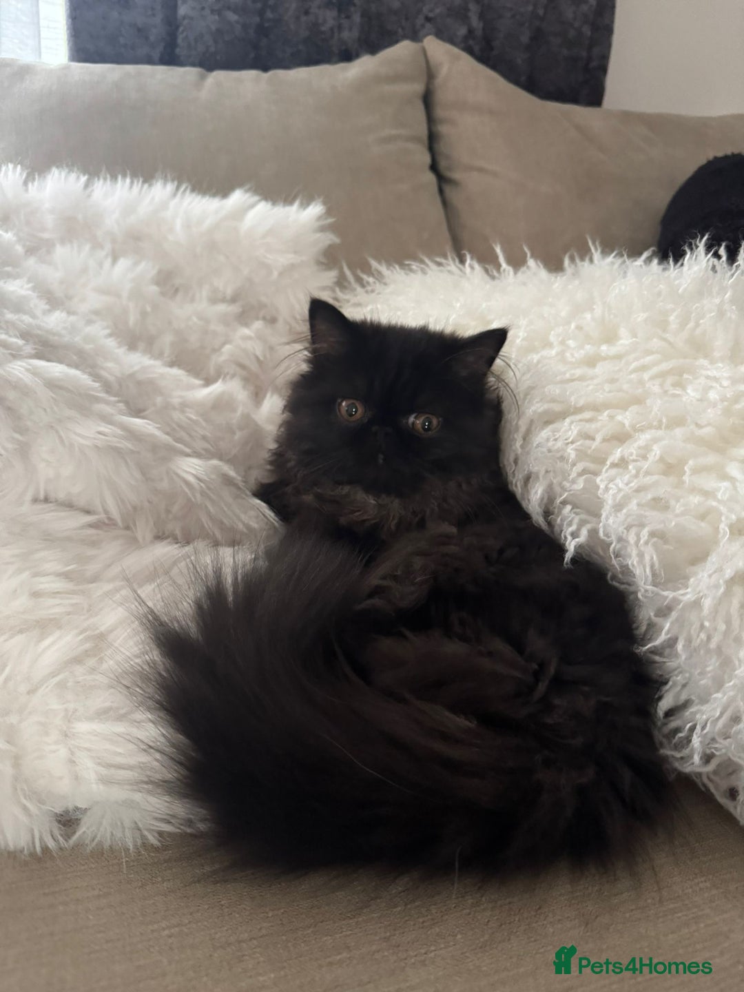 Persian cats for sale: ✨ Adorable 4-Month-Old Persian Kitten Available ✨ - Advert 6