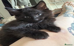 Mixed Breed cats for sale: Four Gorgeous Kittens Looking For Their Hoomans - Image 18