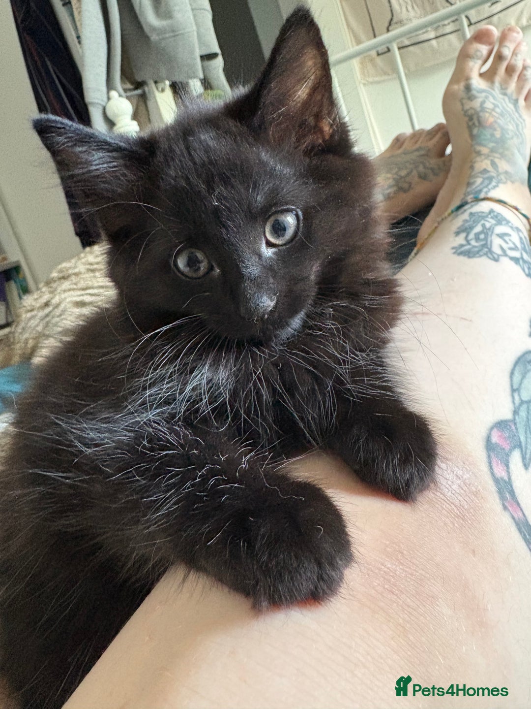 Mixed Breed cats for sale: Four Gorgeous Kittens Looking For Their Hoomans - Image 18