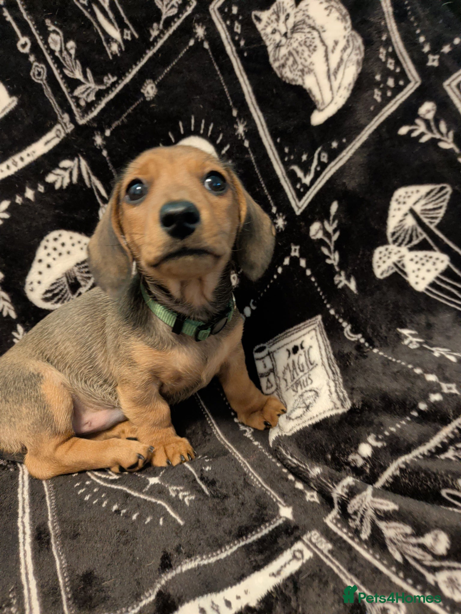 Miniature Dachshund Green Collar