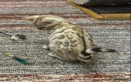 Bengal cats for sale: Bengal kittens - Image 27