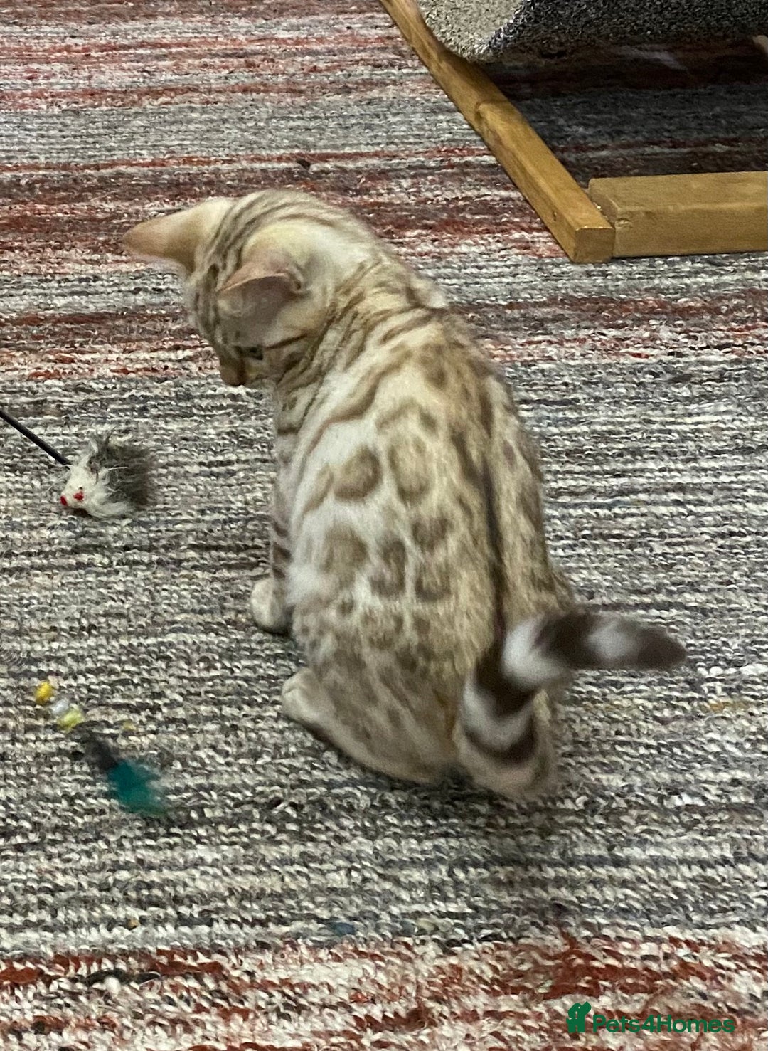 Bengal cats for sale: Bengal kittens - Image 27