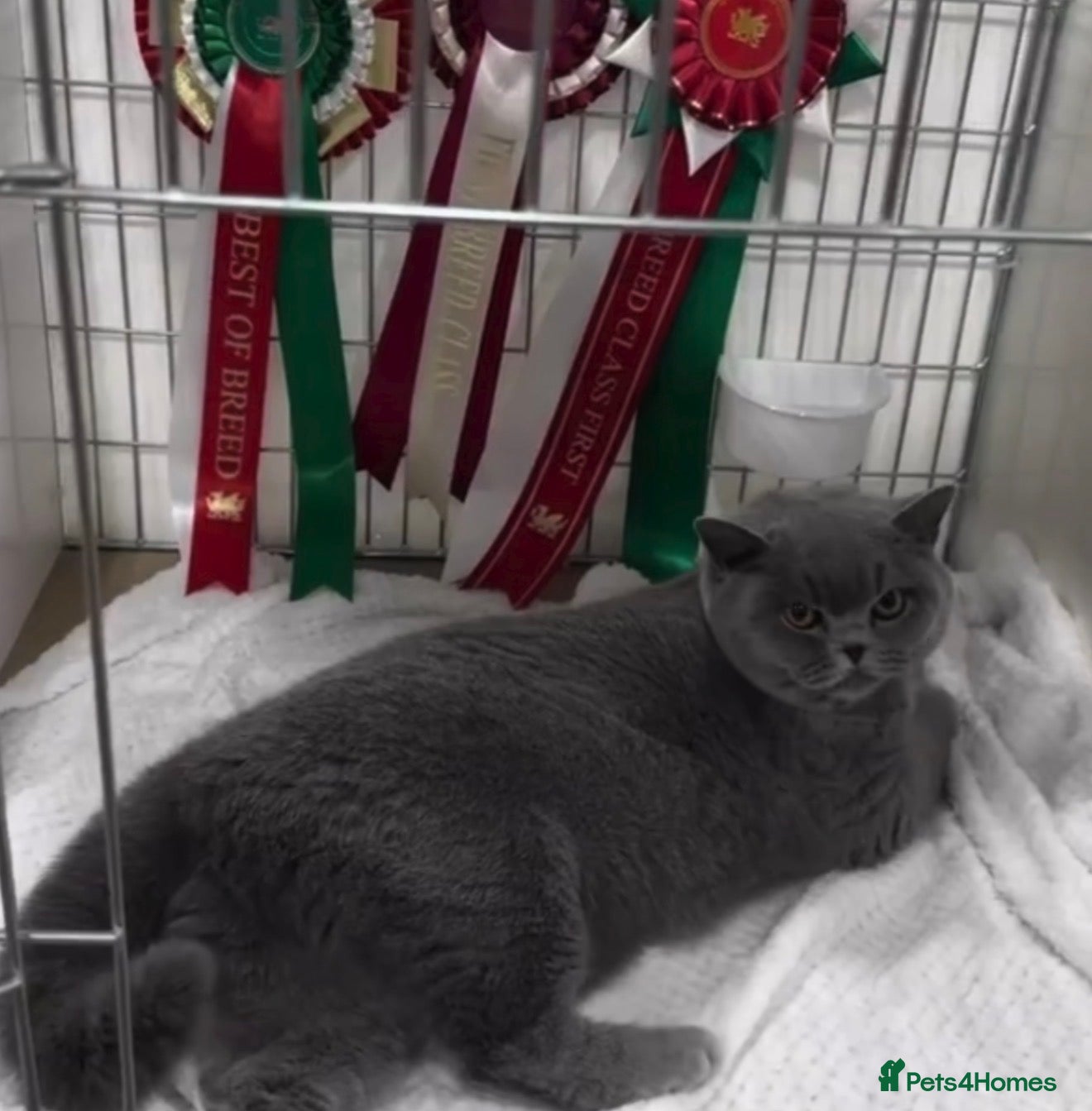 British Shorthair cats 🩷 Beautiful champion female 🐾  - Advert 2