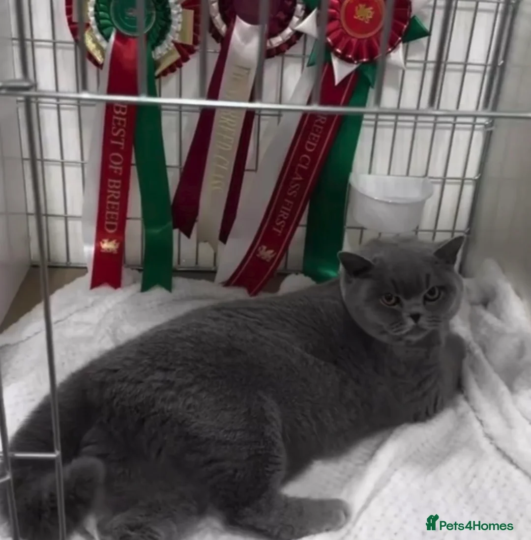 British Shorthair cats for sale: 🩷 Beautiful champion female 🐾  in Keighley - Advert 2