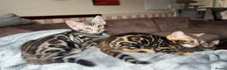 Bengal cats for sale: Bengal kittens  - Advert 12