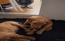 Standard Poodle dogs for sale: Standard poodle male pup apricot  - Image 10