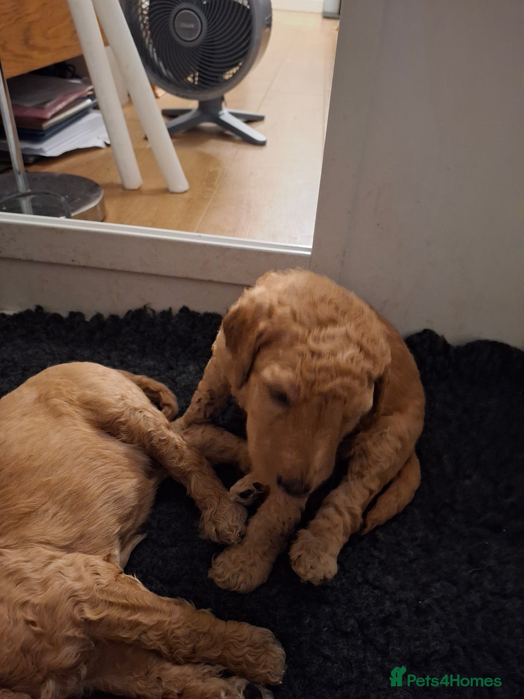 Standard Poodle dogs for sale: Standard poodle male pup apricot  - Image 10