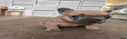 French Bulldog dogs for sale: 5⭐️French bulldog puppies - Advert 25
